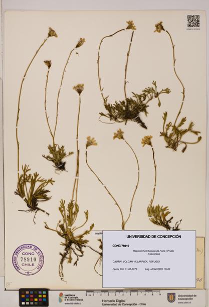 Haplosticha trifurcata [Espécimen: UDEC:CONC:0078910]