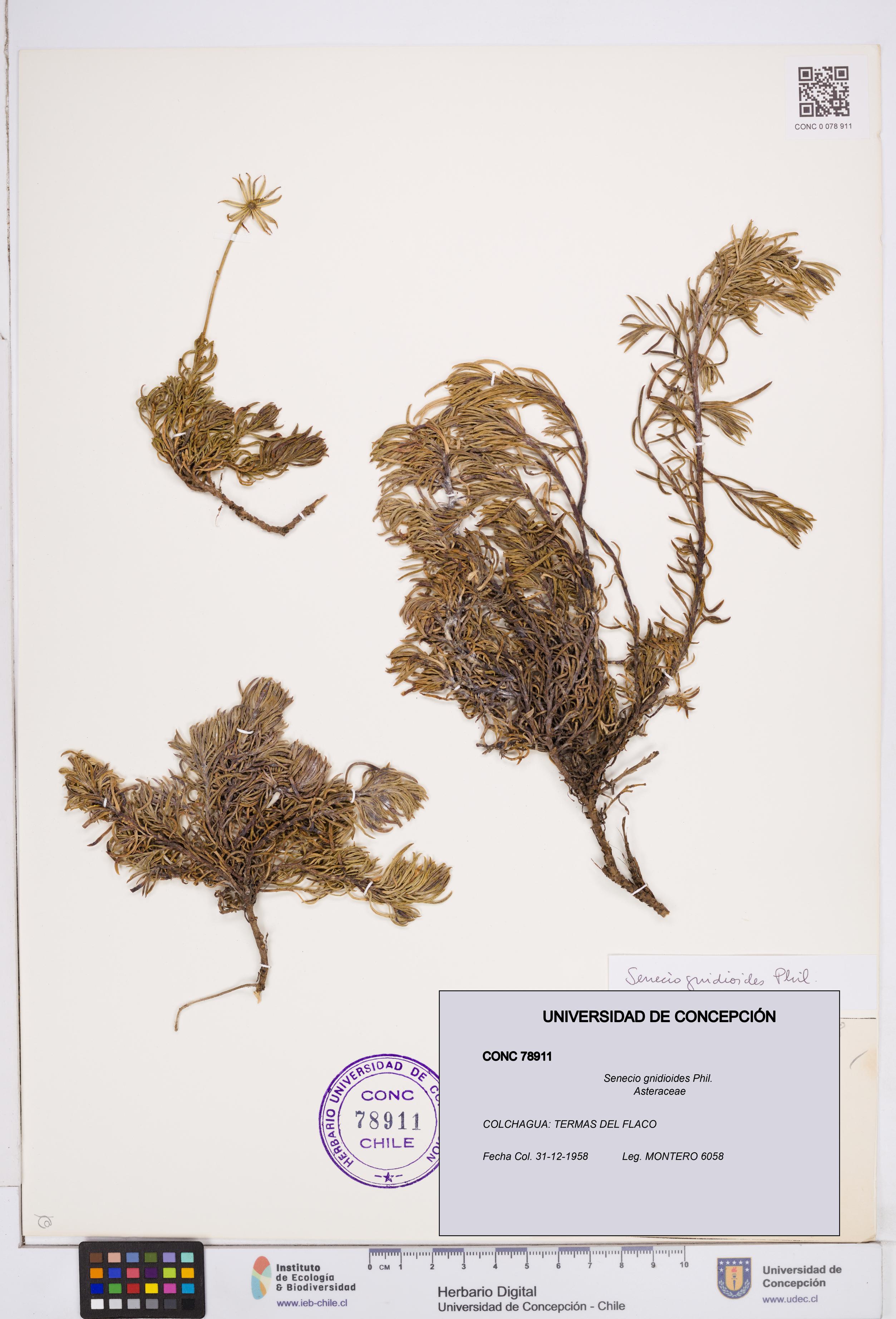 Senecio gnidioides [Espécimen: ]