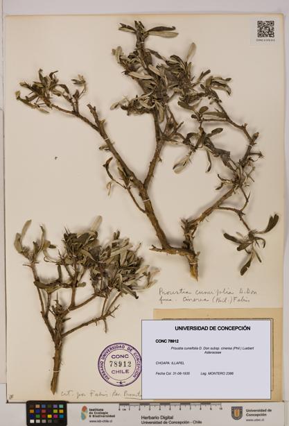Proustia cuneifolia [Espécimen: UDEC:CONC:0078912]
