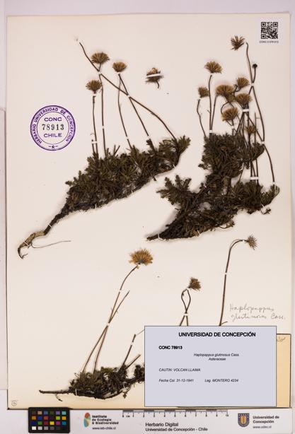 Haplopappus glutinosus [Espécimen: UDEC:CONC:0078913]