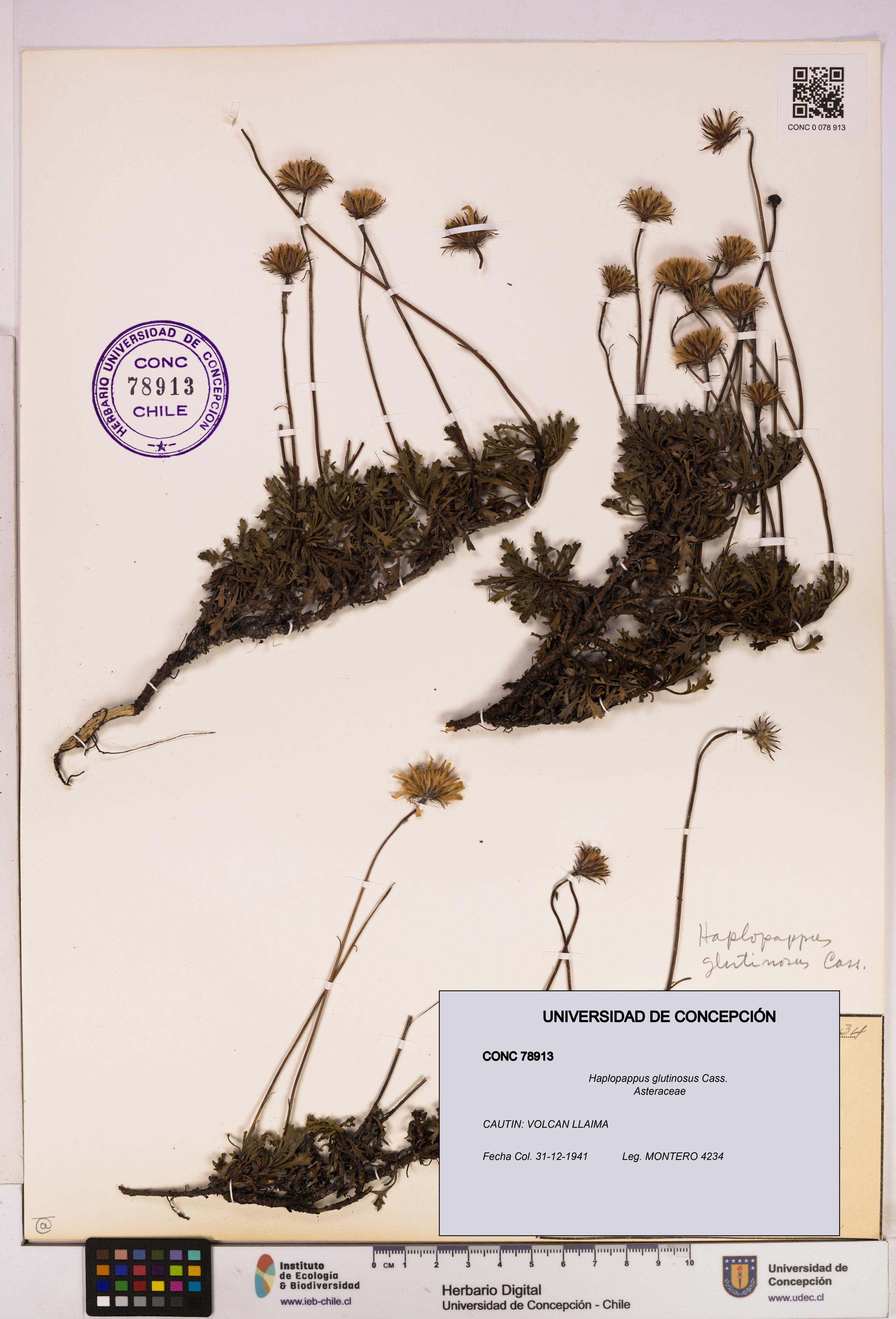 Haplopappus glutinosus [Espécimen: UDEC:CONC:0078913]