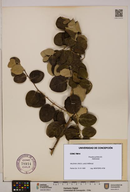 Proustia pyrifolia [Espécimen: UDEC:CONC:0078914]
