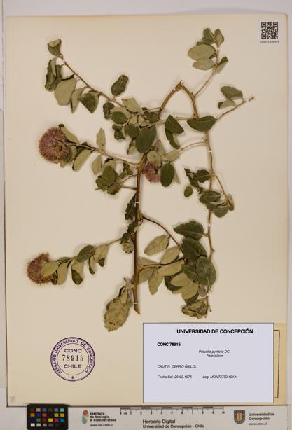 Proustia pyrifolia [Espécimen: UDEC:CONC:0078915]