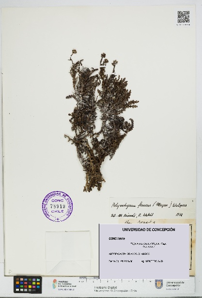 Polyachyrus fuscus [Espécimen: UDEC:CONC:0078919]