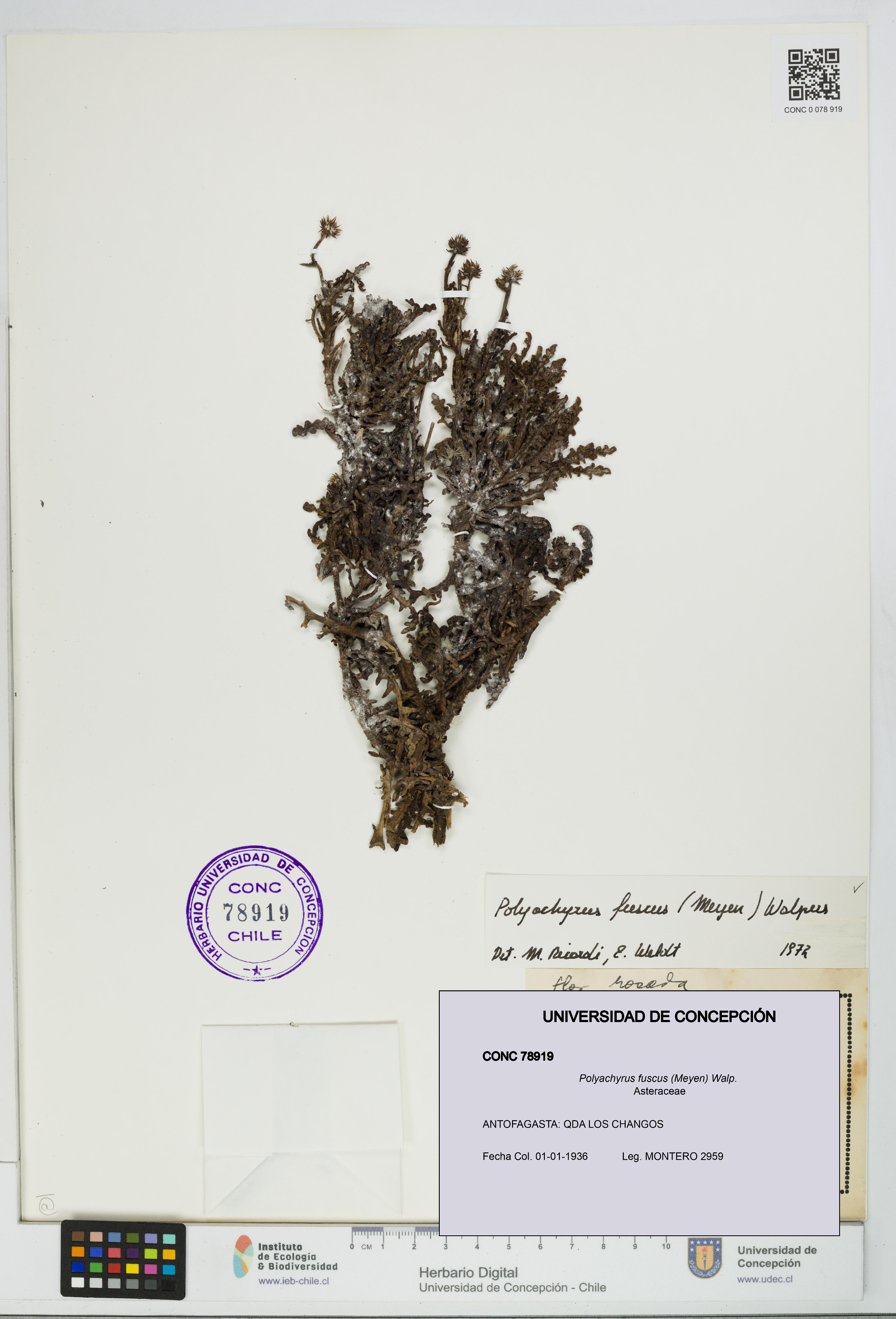 Polyachyrus fuscus [Espécimen: UDEC:CONC:0078919]