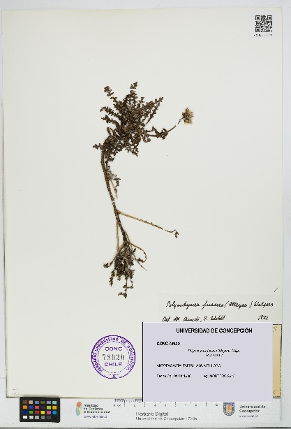 Polyachyrus fuscus [Espécimen: UDEC:CONC:0078920]