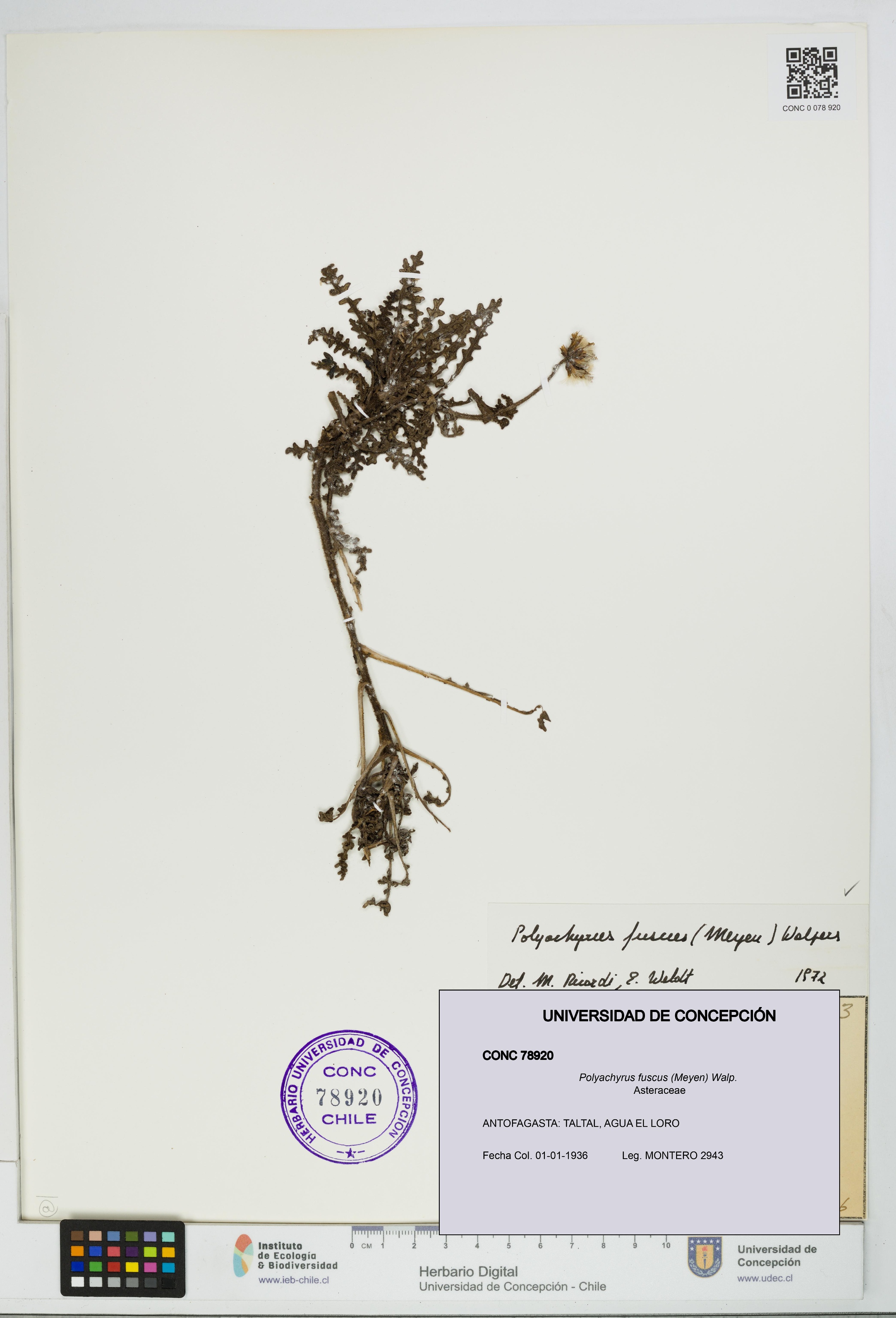 Polyachyrus fuscus [Espécimen: UDEC:CONC:0078920]