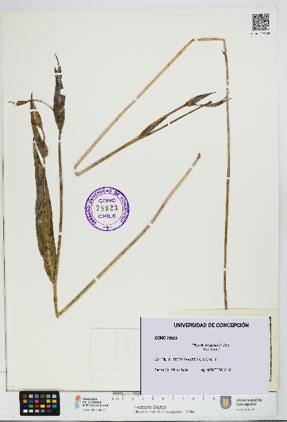 Picrosia longifolia [Espécimen: UDEC:CONC:0078923]