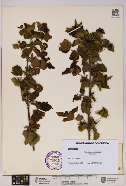 Podanthus ovatifolius [Espécimen: ]