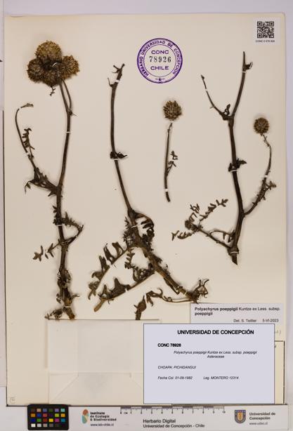 Polyachyrus poeppigii [Espécimen: UDEC:CONC:0078926]