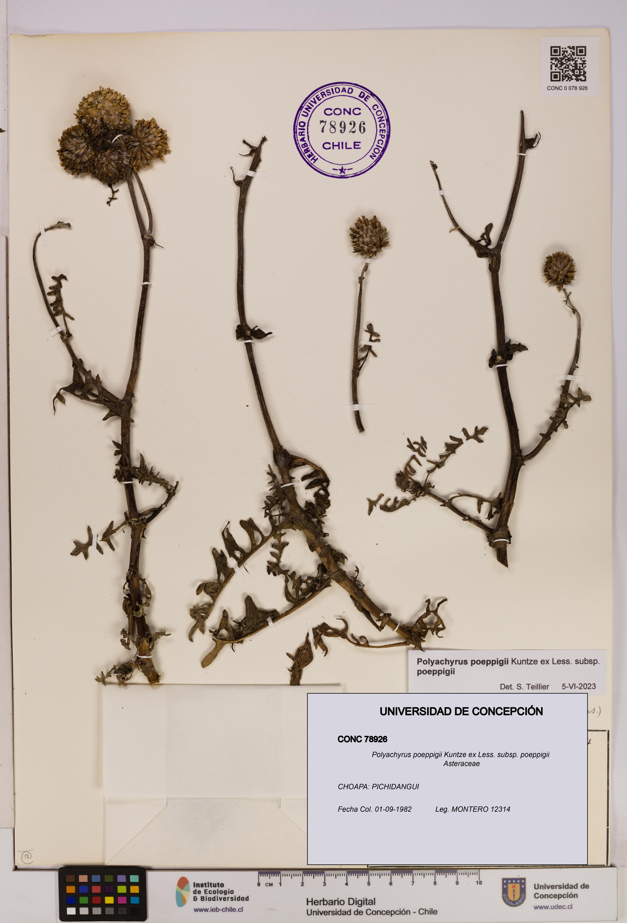 Polyachyrus poeppigii [Espécimen: UDEC:CONC:0078926]