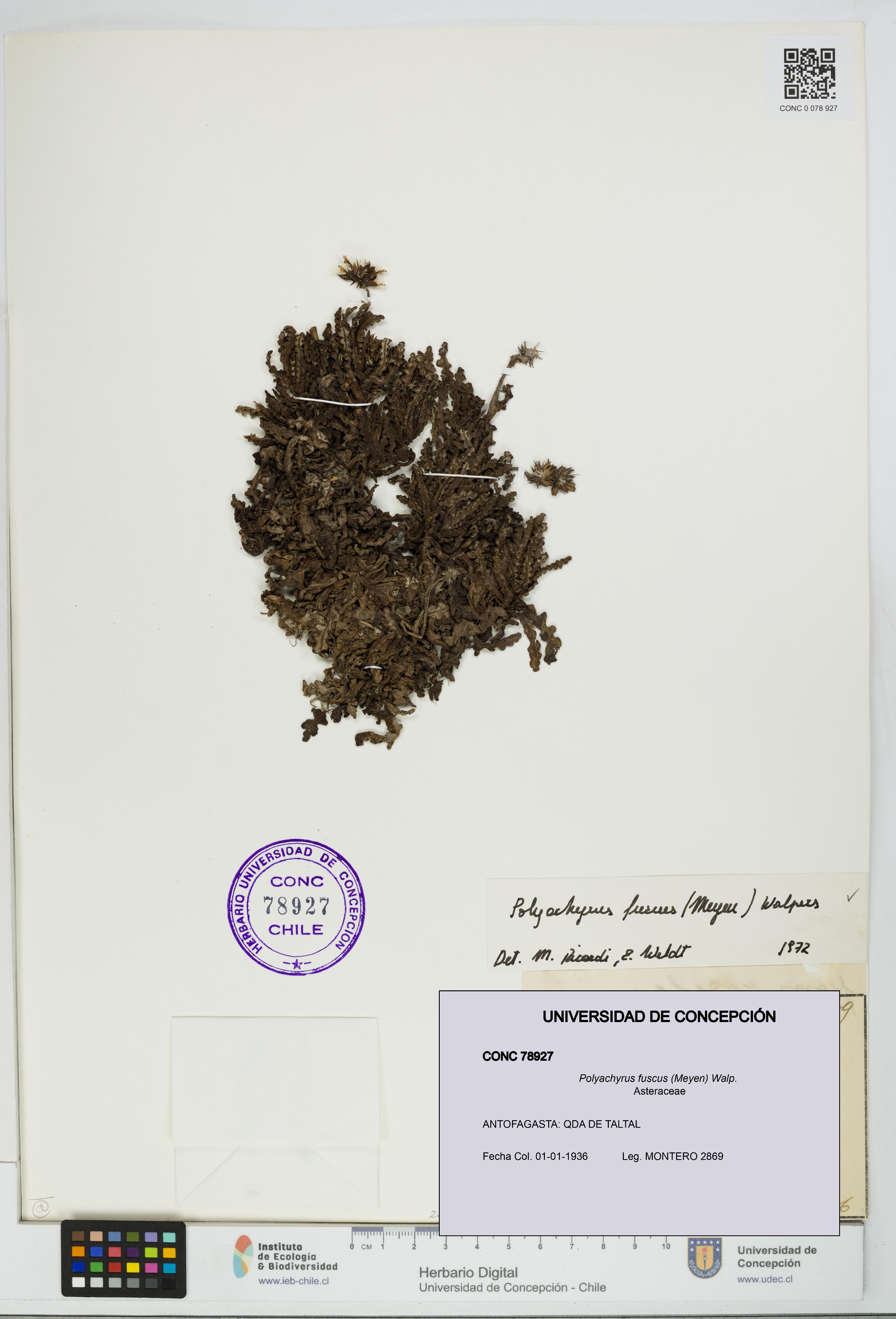 Polyachyrus fuscus [Espécimen: UDEC:CONC:0078927]