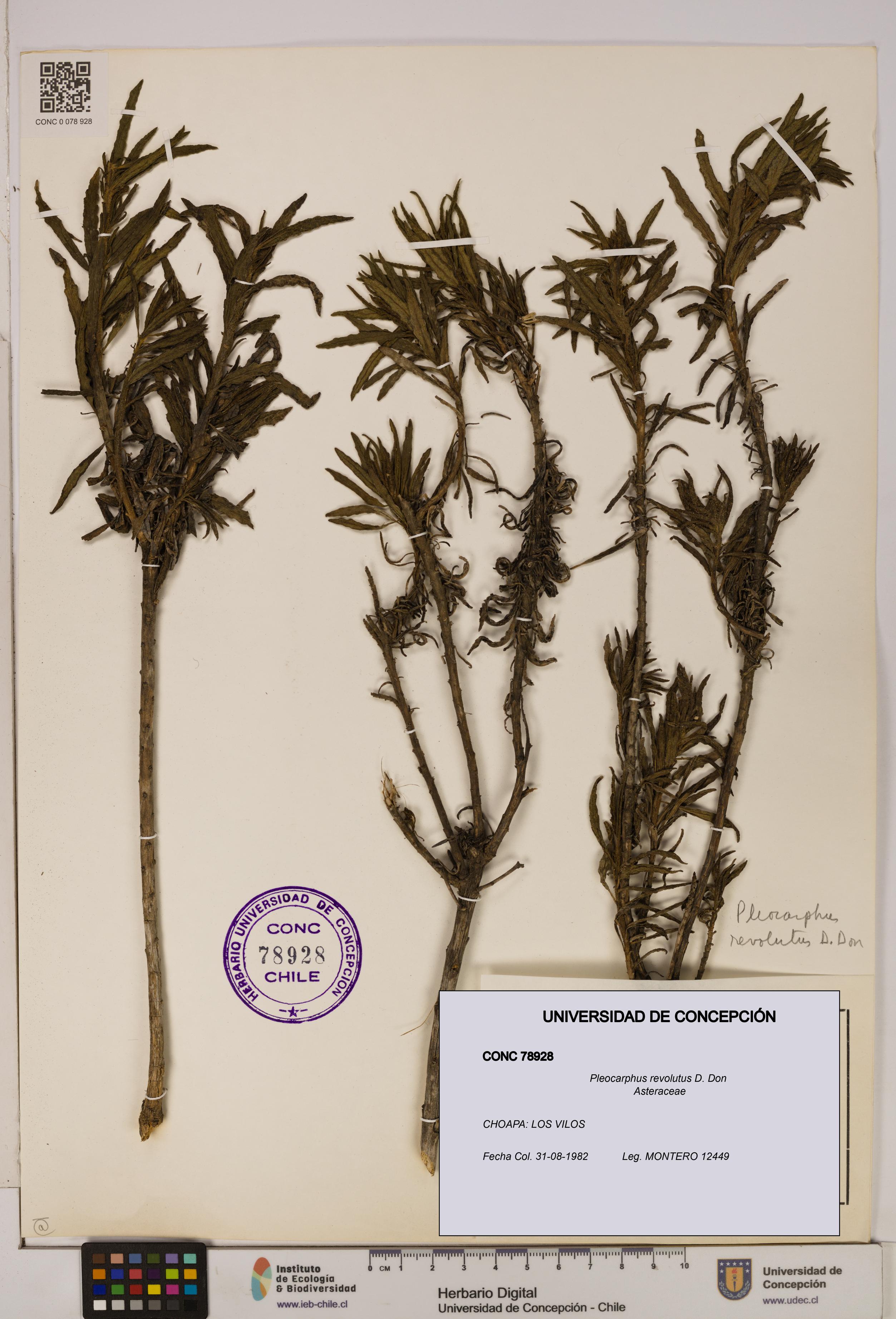 Pleocarphus revolutus [Espécimen: UDEC:CONC:0078928]