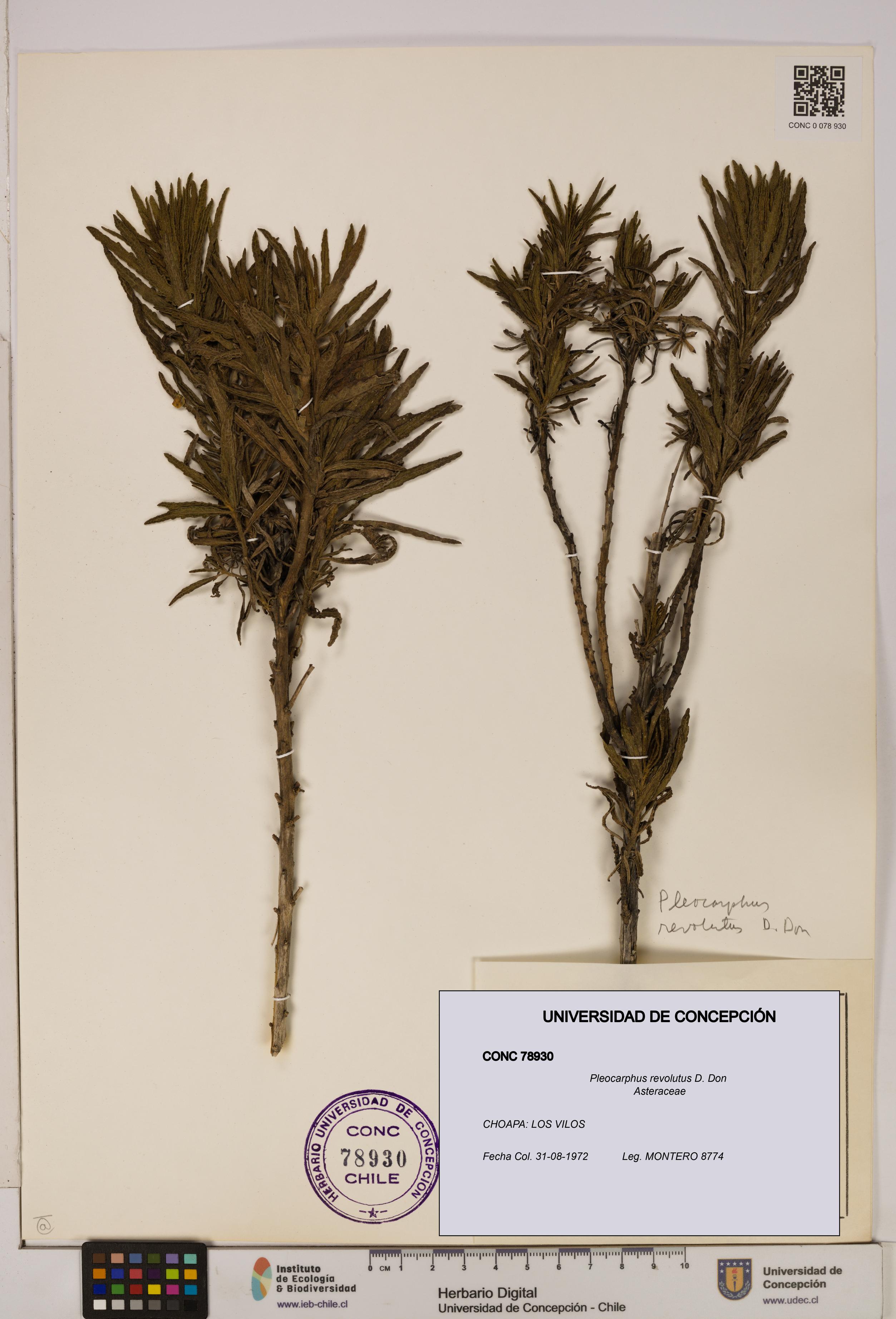 Pleocarphus revolutus [Espécimen: UDEC:CONC:0078930]