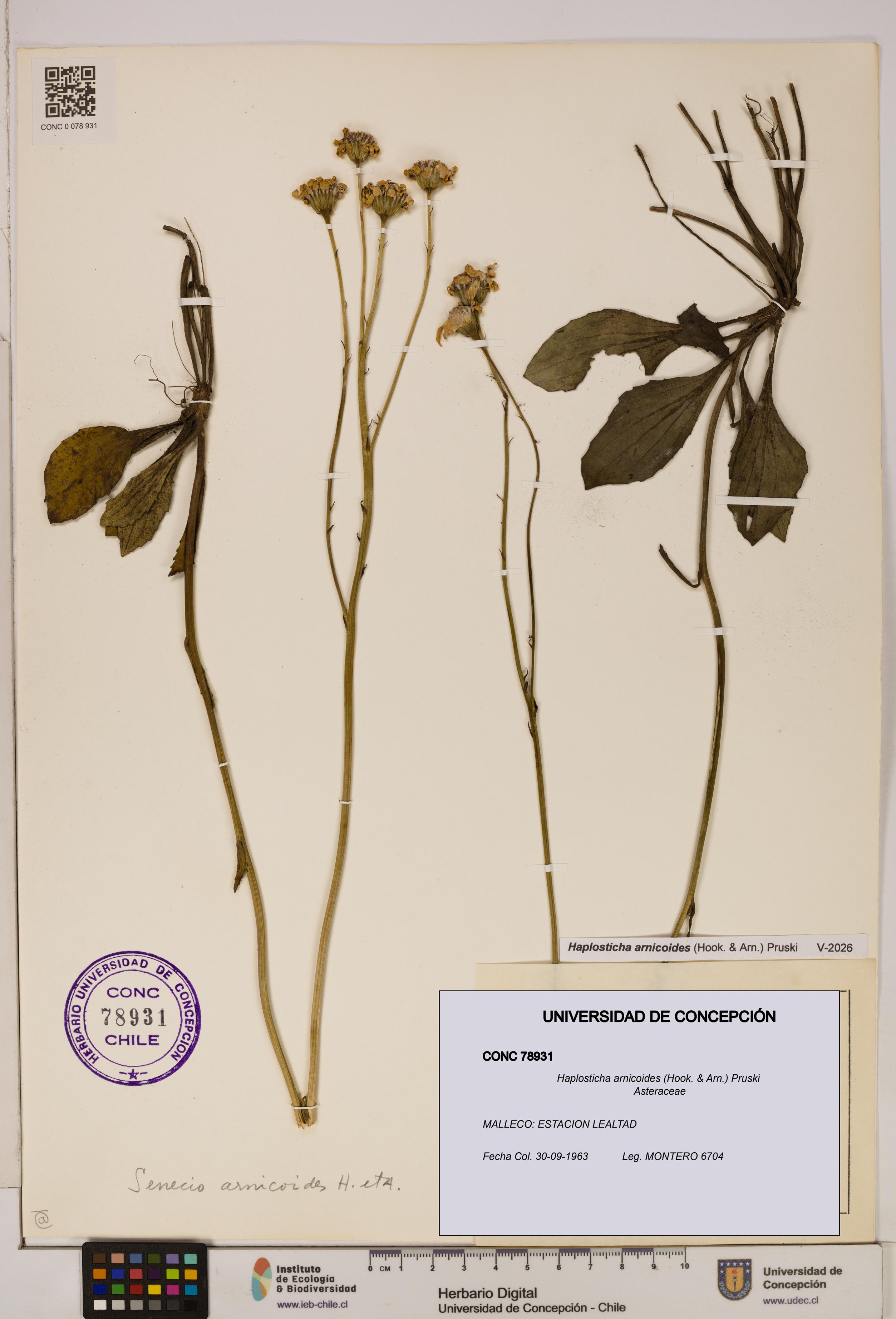 Haplosticha arnicoides [Espécimen: UDEC:CONC:0078931]