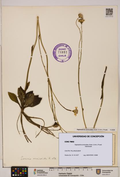 Haplosticha arnicoides [Espécimen: UDEC:CONC:0078932]