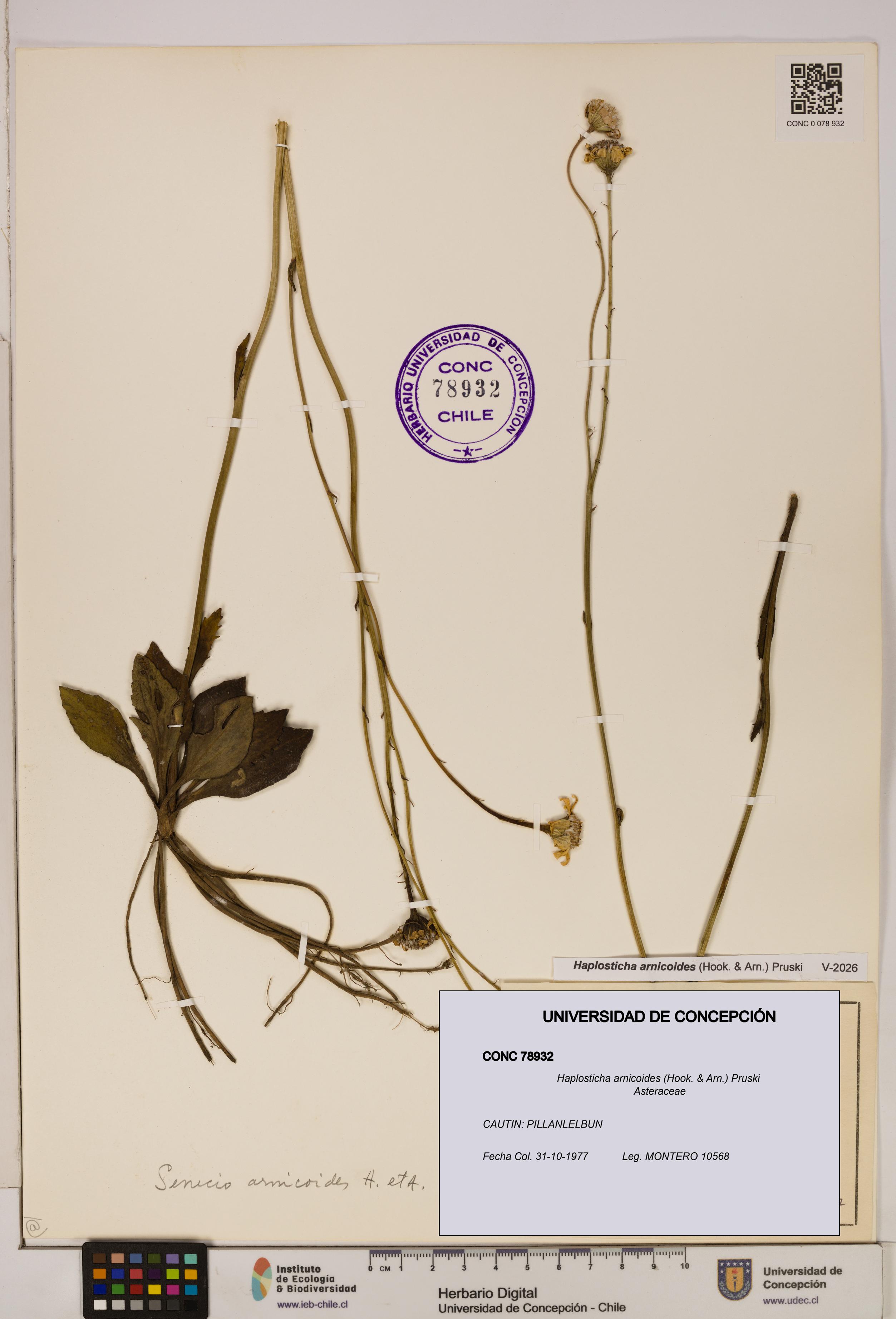 Haplosticha arnicoides [Espécimen: UDEC:CONC:0078932]