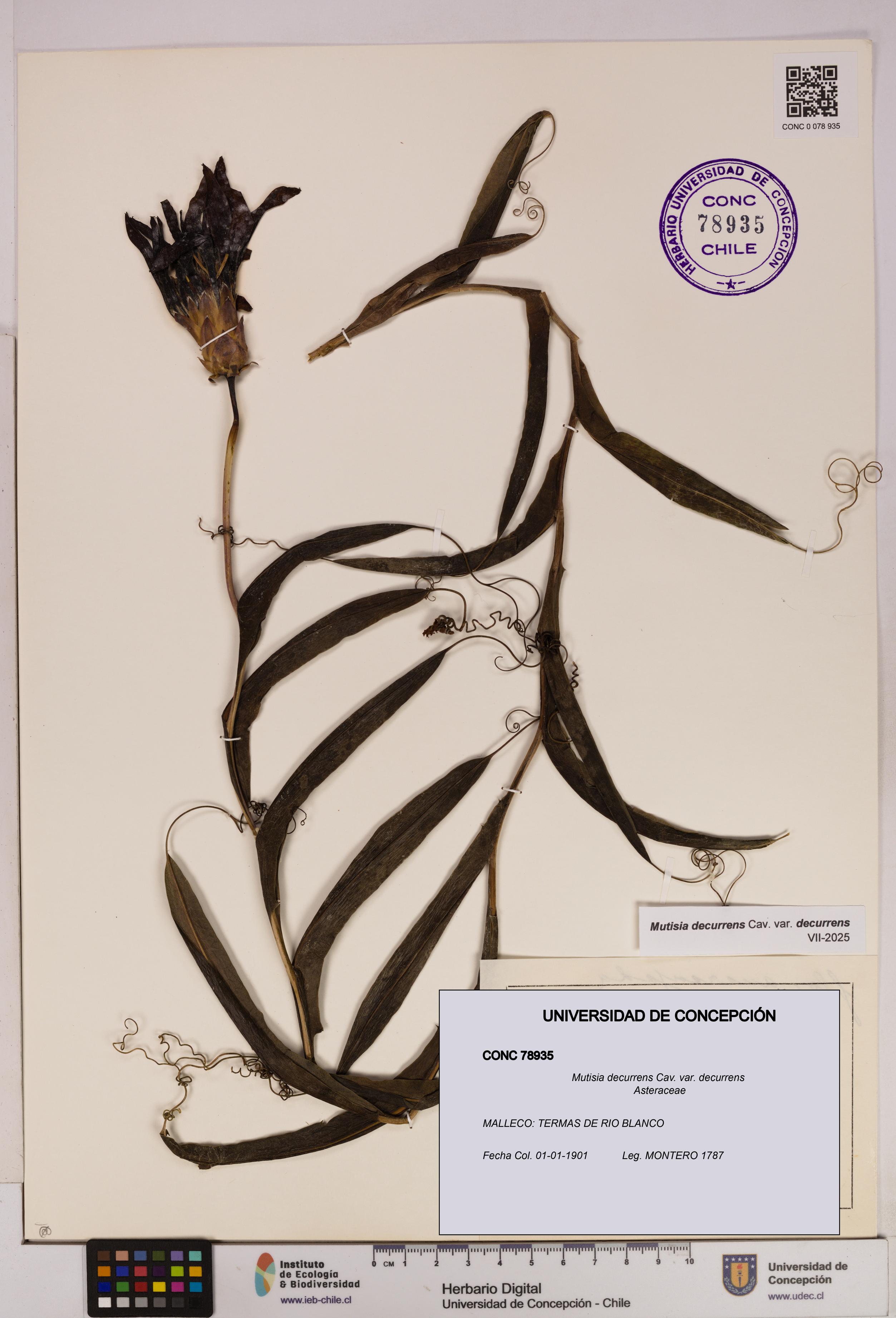 Mutisia decurrens [Espécimen: UDEC:CONC:0078935]