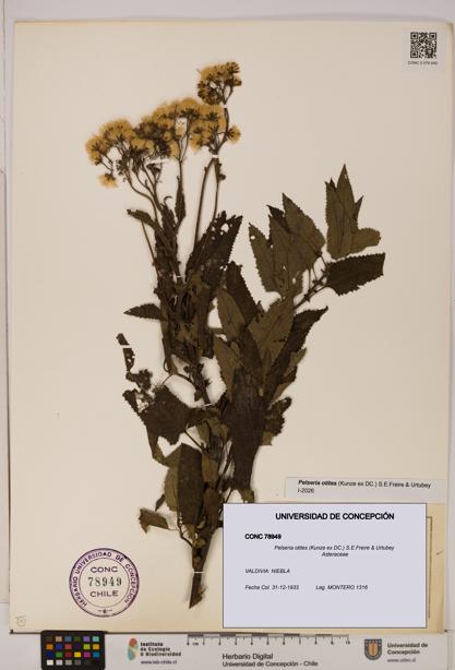 Pelseria otites [Espécimen: ]