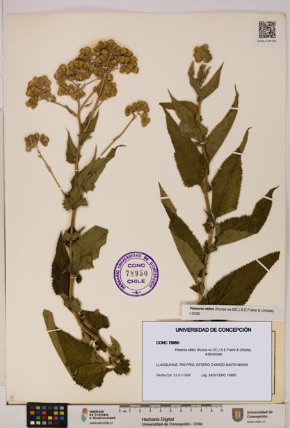 Pelseria otites [Espécimen: ]