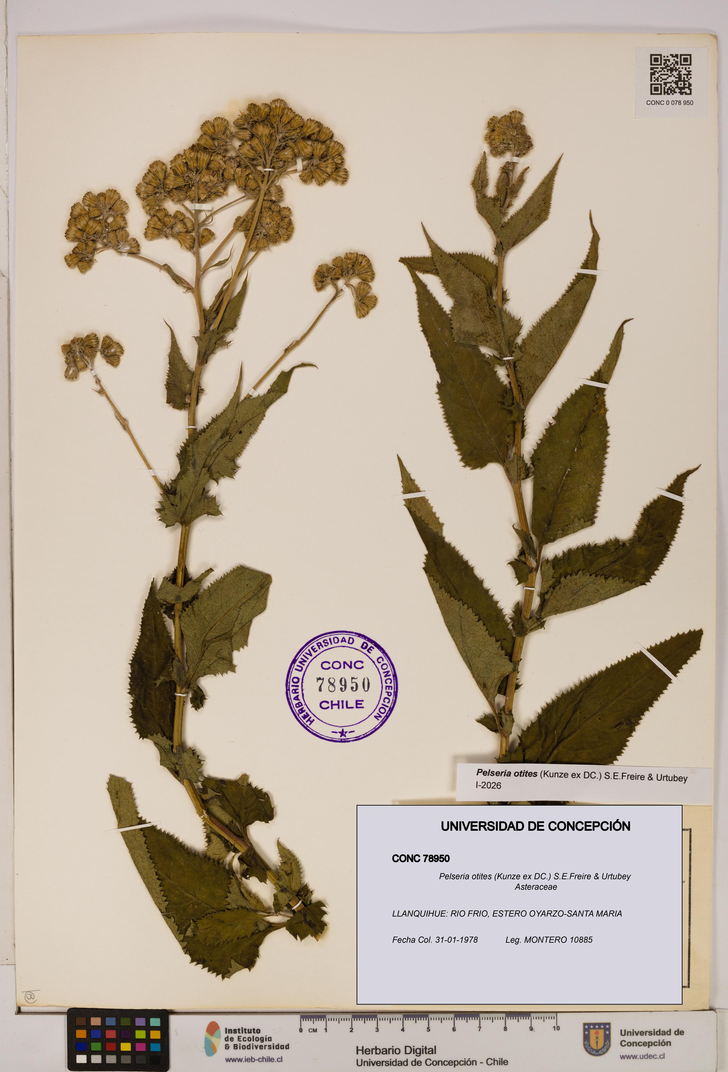 Pelseria otites [Espécimen: ]
