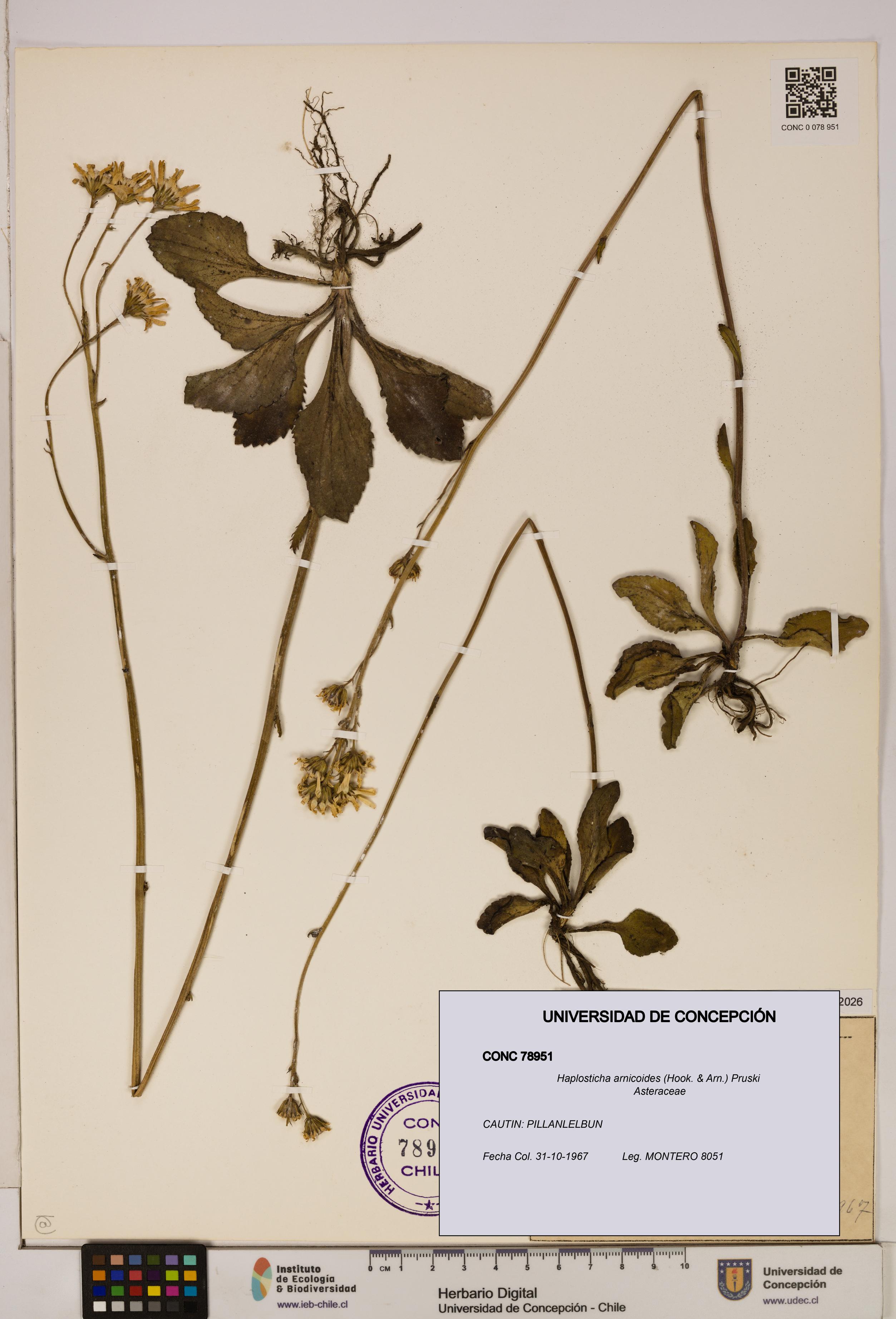 Haplosticha arnicoides [Espécimen: UDEC:CONC:0078951]
