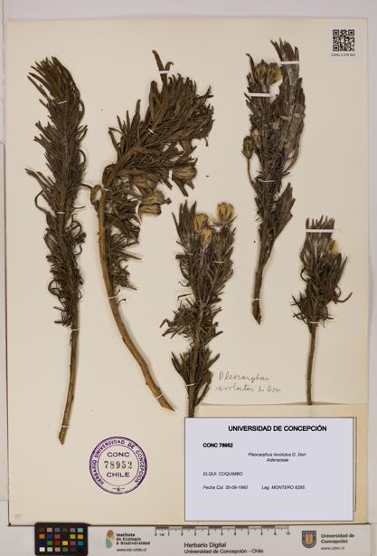 Pleocarphus revolutus [Espécimen: UDEC:CONC:0078952]