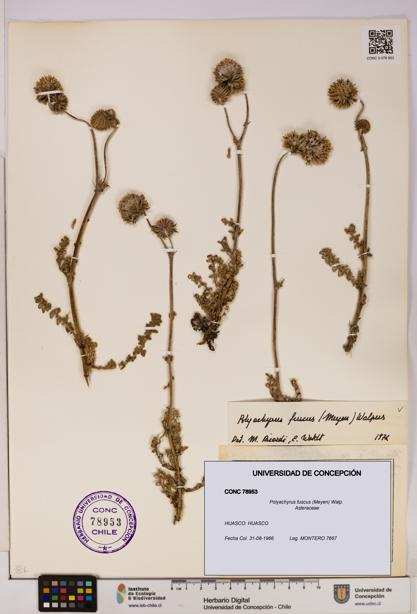 Polyachyrus fuscus [Espécimen: UDEC:CONC:0078953]