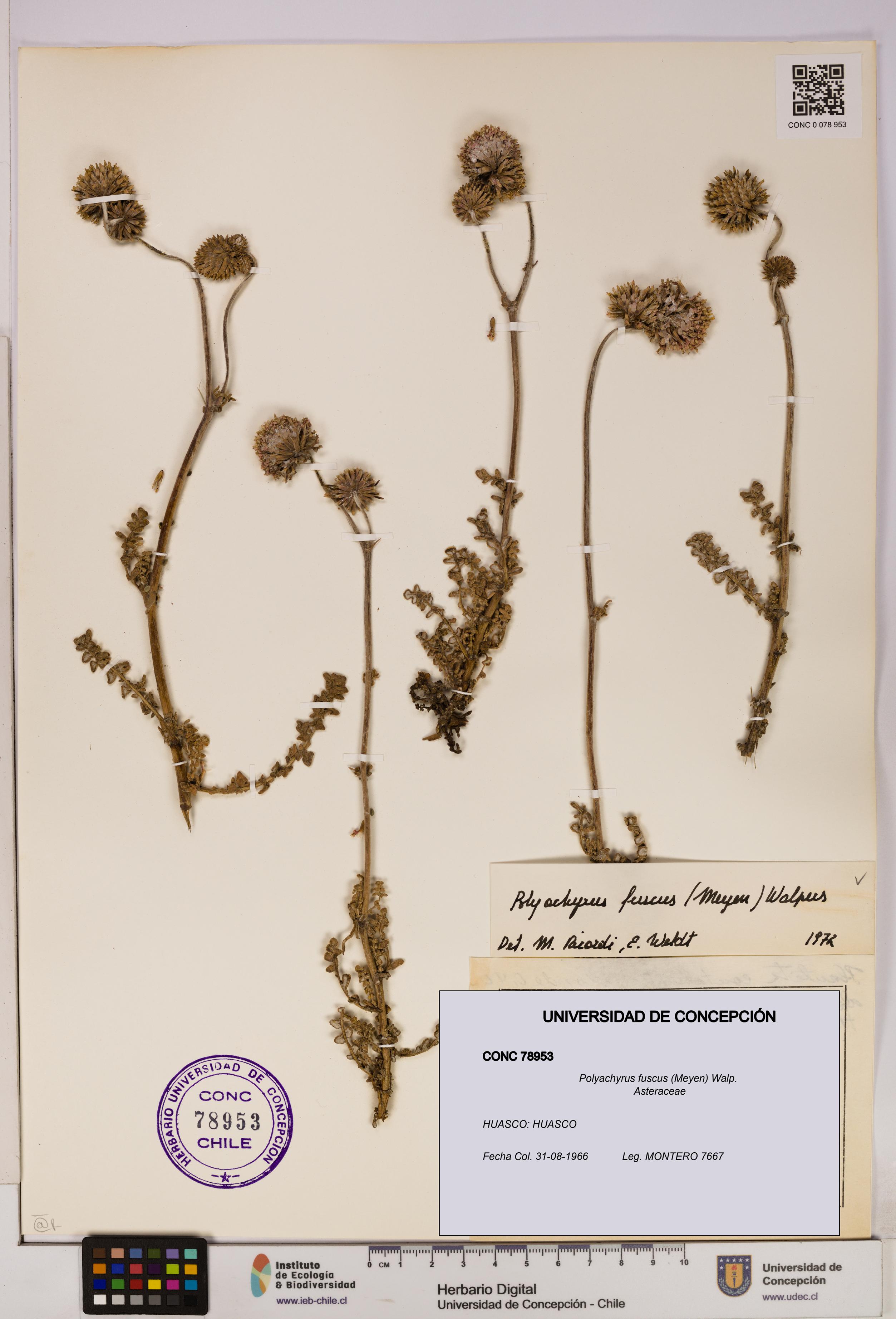 Polyachyrus fuscus [Espécimen: UDEC:CONC:0078953]
