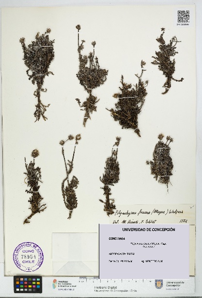 Polyachyrus fuscus [Espécimen: UDEC:CONC:0078954]