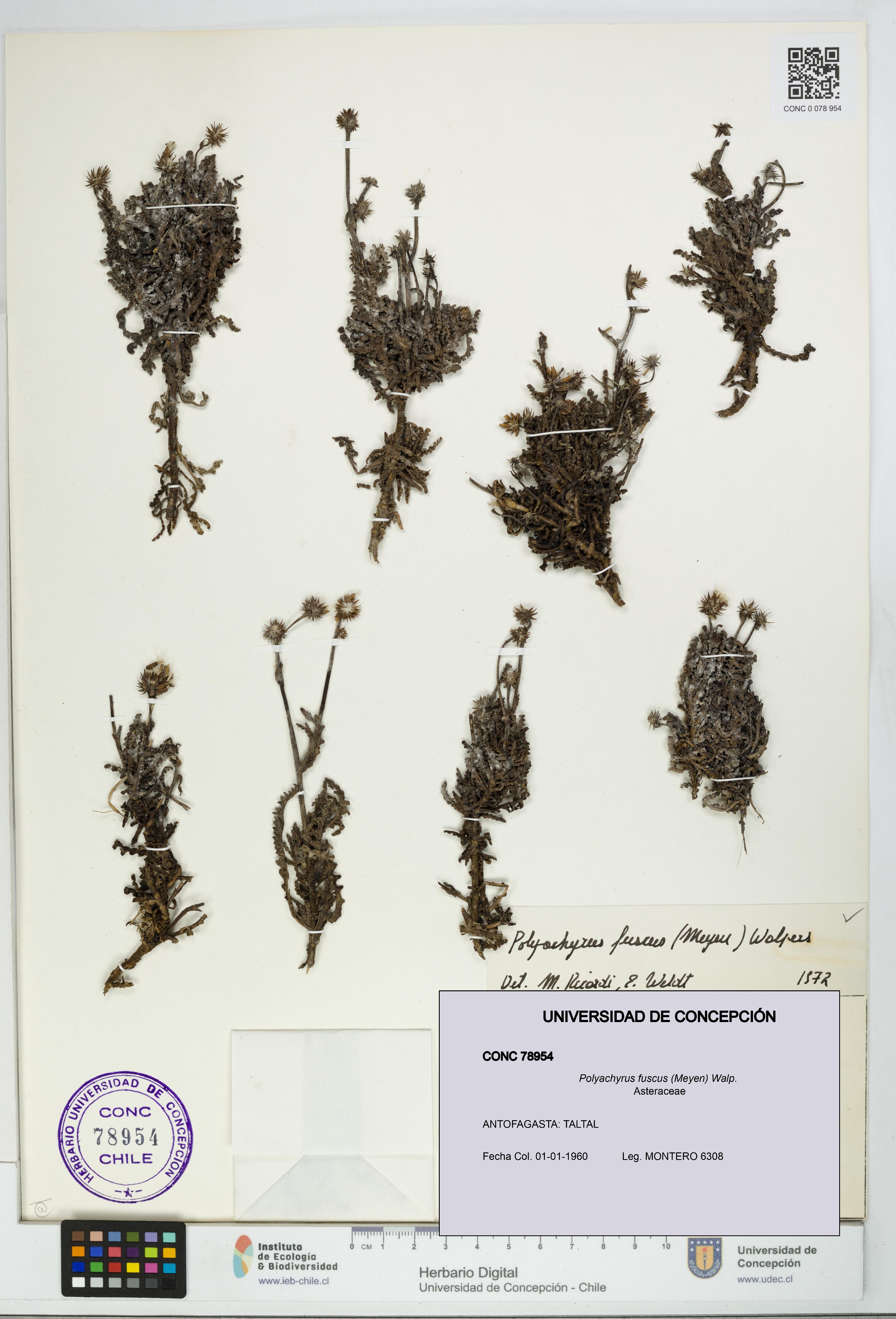 Polyachyrus fuscus [Espécimen: UDEC:CONC:0078954]