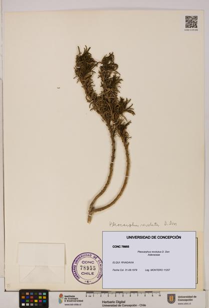 Pleocarphus revolutus [Espécimen: UDEC:CONC:0078955]