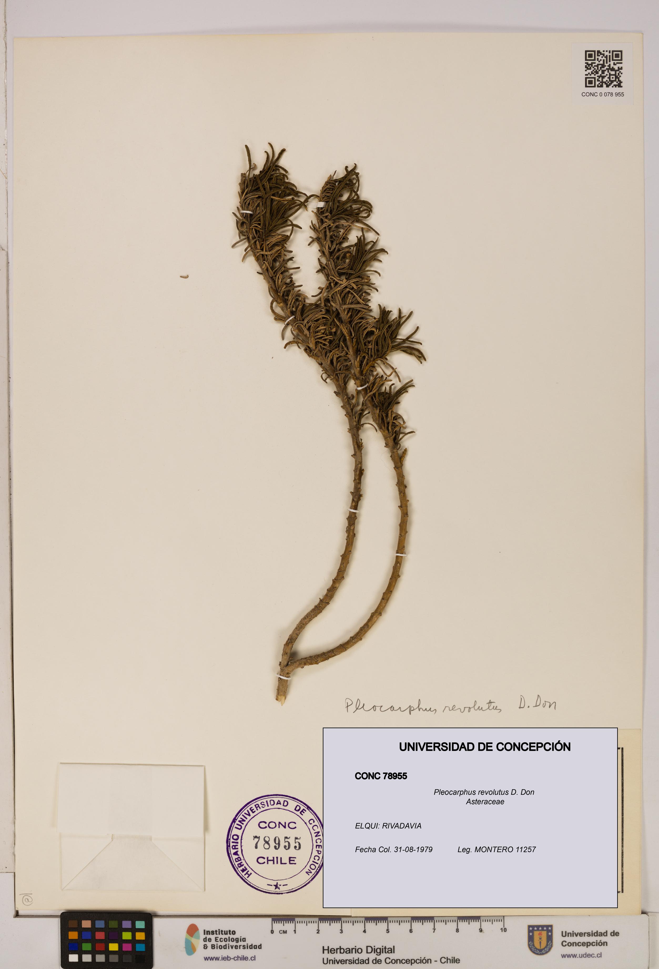 Pleocarphus revolutus [Espécimen: UDEC:CONC:0078955]