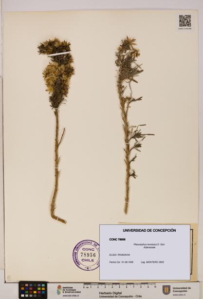 Pleocarphus revolutus [Espécimen: UDEC:CONC:0078956]