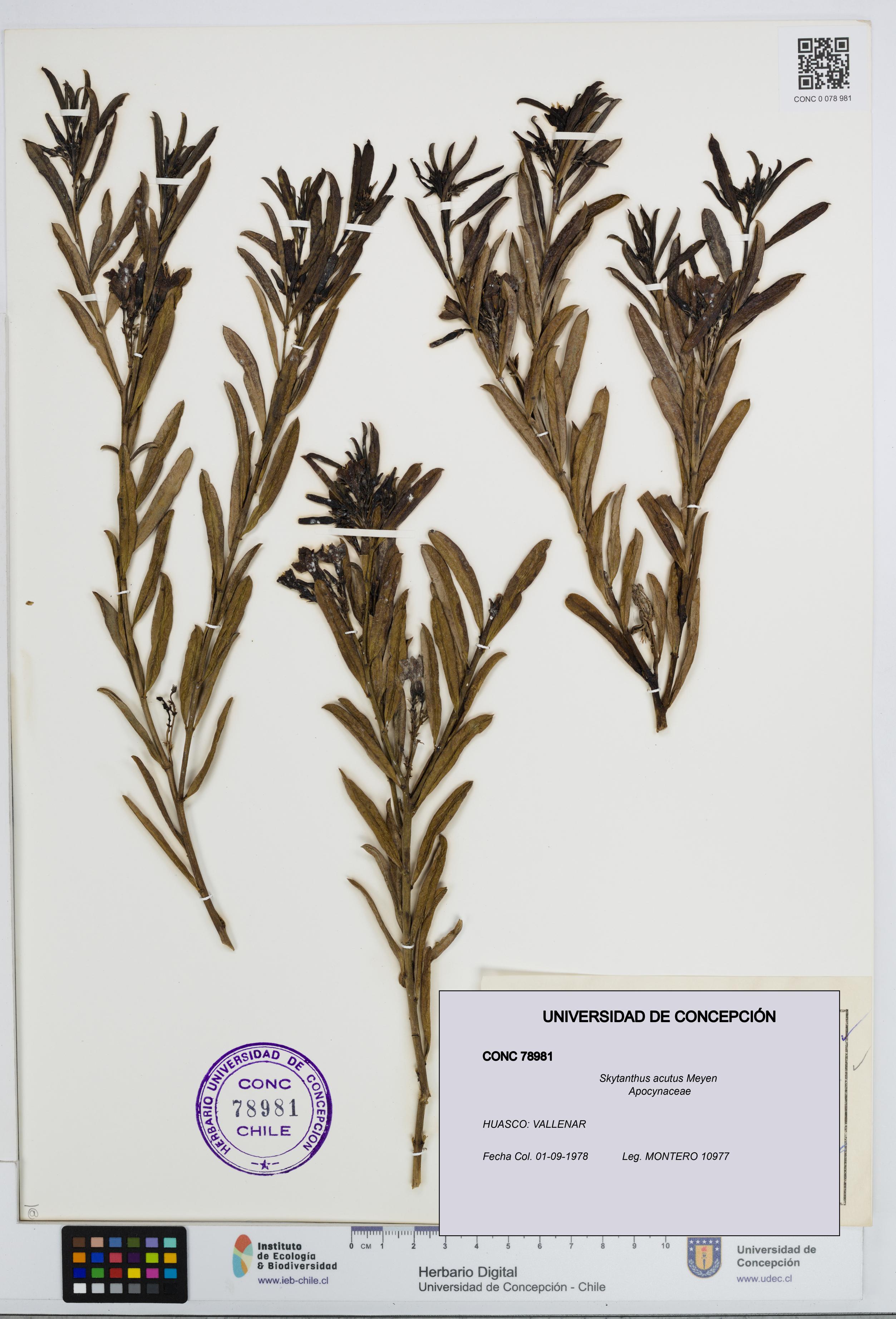 Skytanthus acutus [Espécimen: UDEC:CONC:0078981]