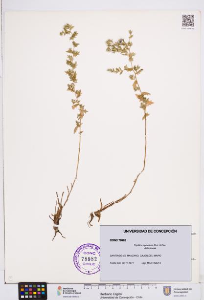Triptilion spinosum [Espécimen: ]