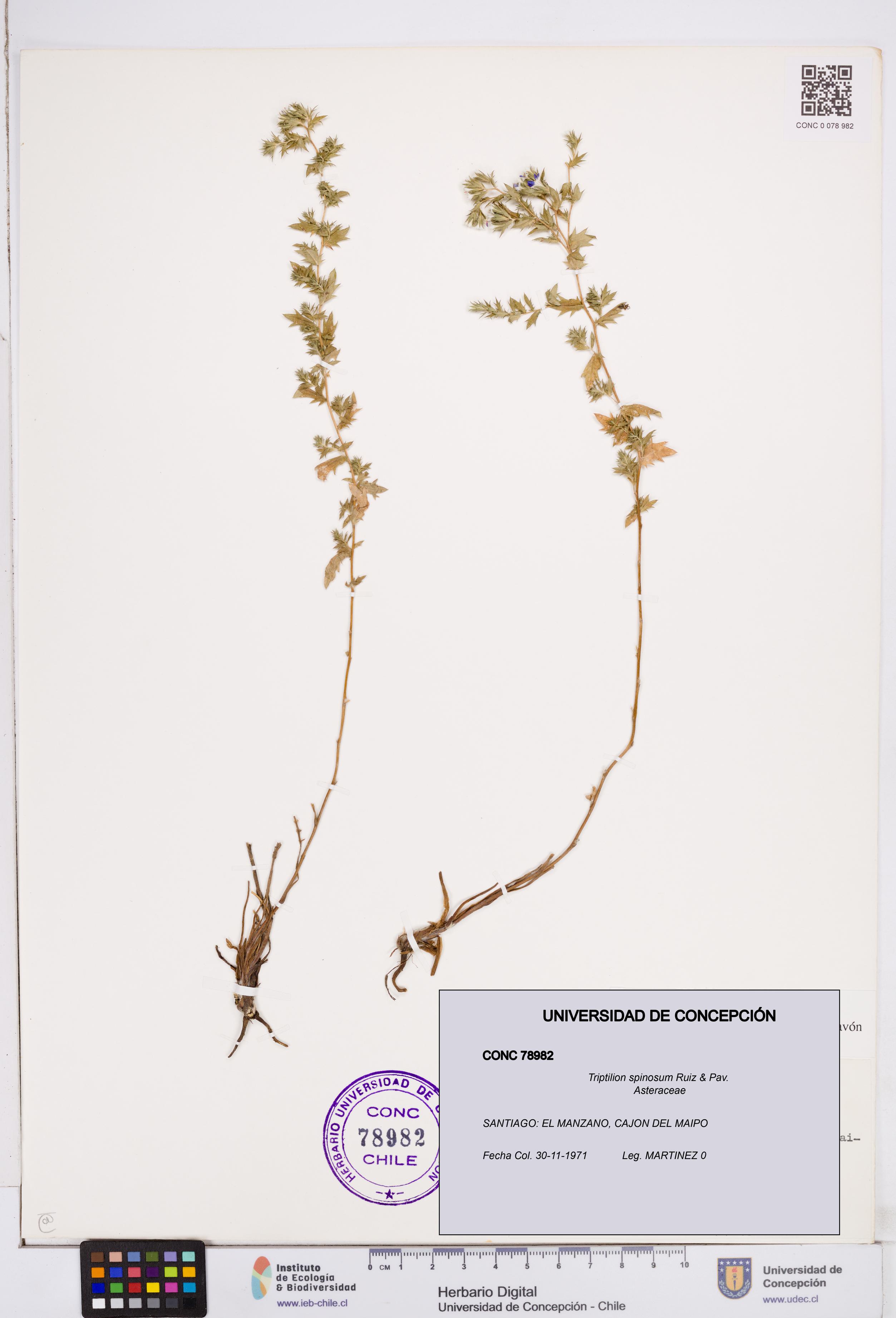 Triptilion spinosum [Espécimen: ]