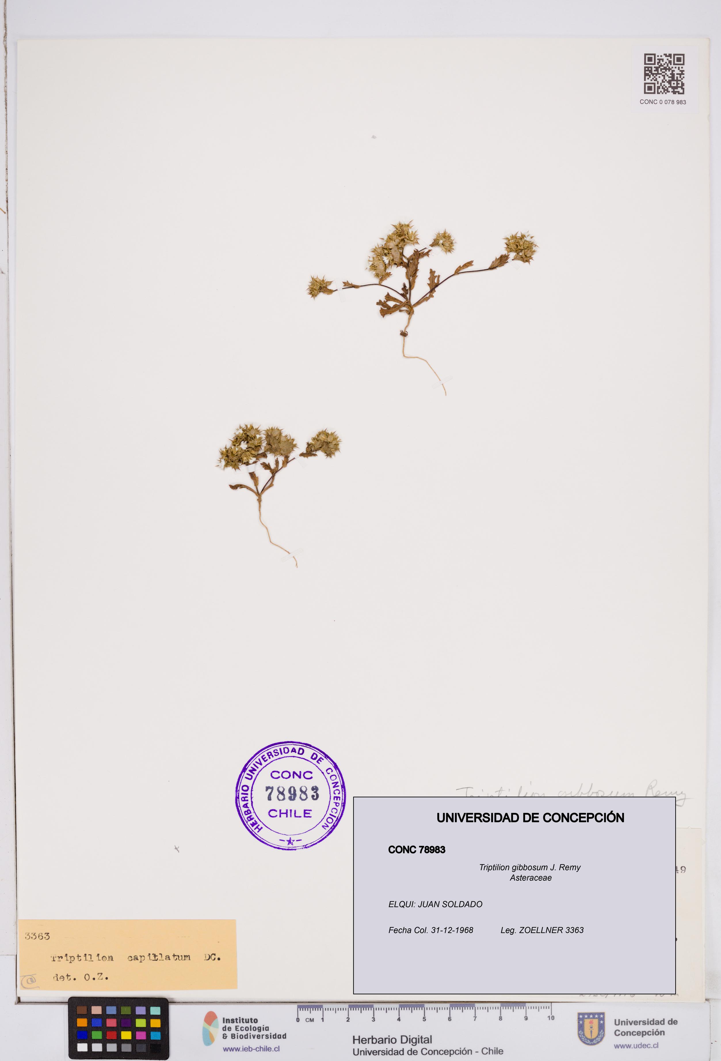 Triptilion gibbosum [Espécimen: ]