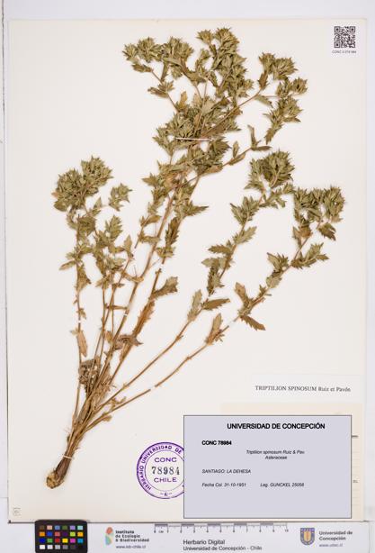 Triptilion spinosum [Espécimen: ]