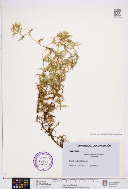Triptilion spinosum [Espécimen: ]