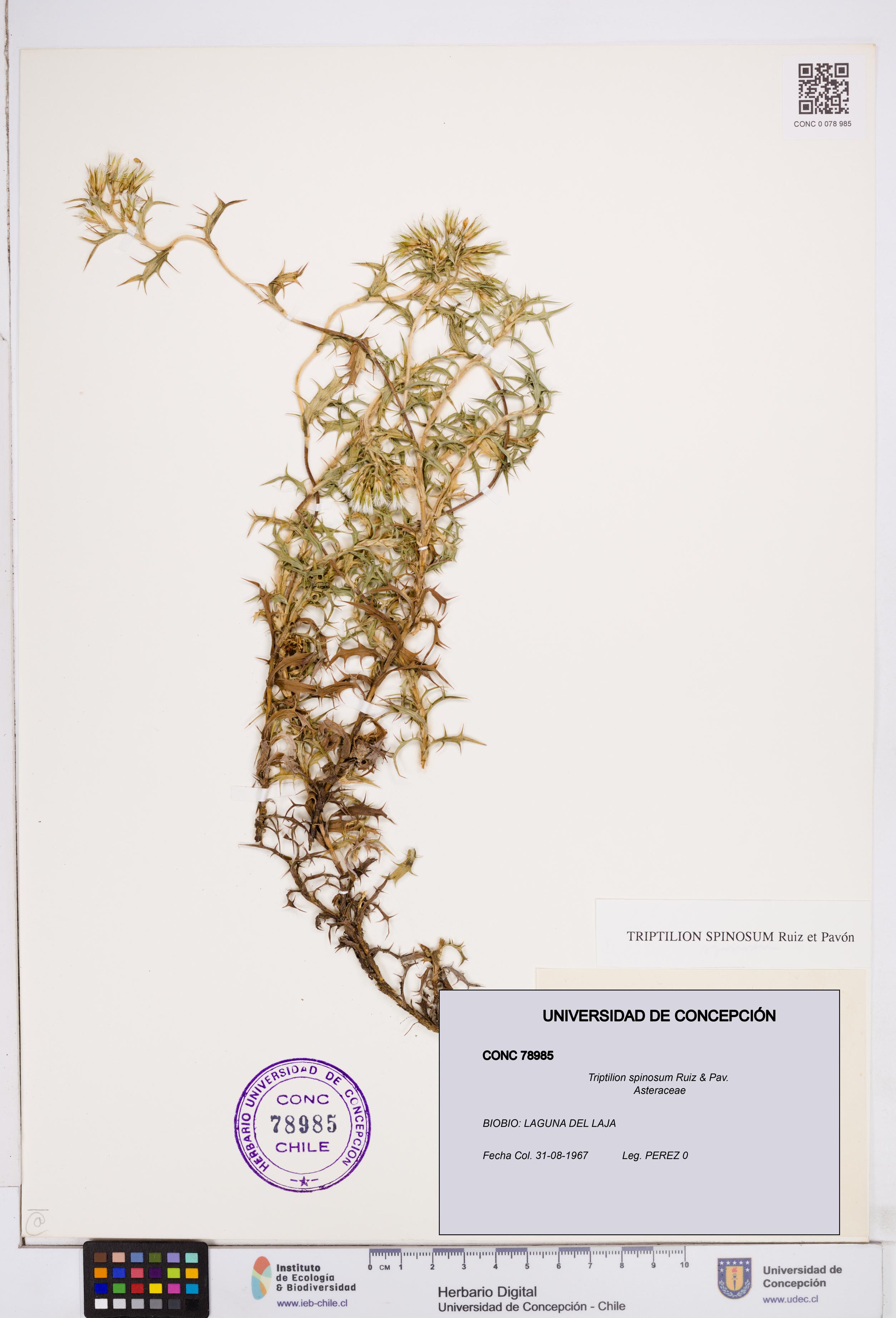 Triptilion spinosum [Espécimen: ]