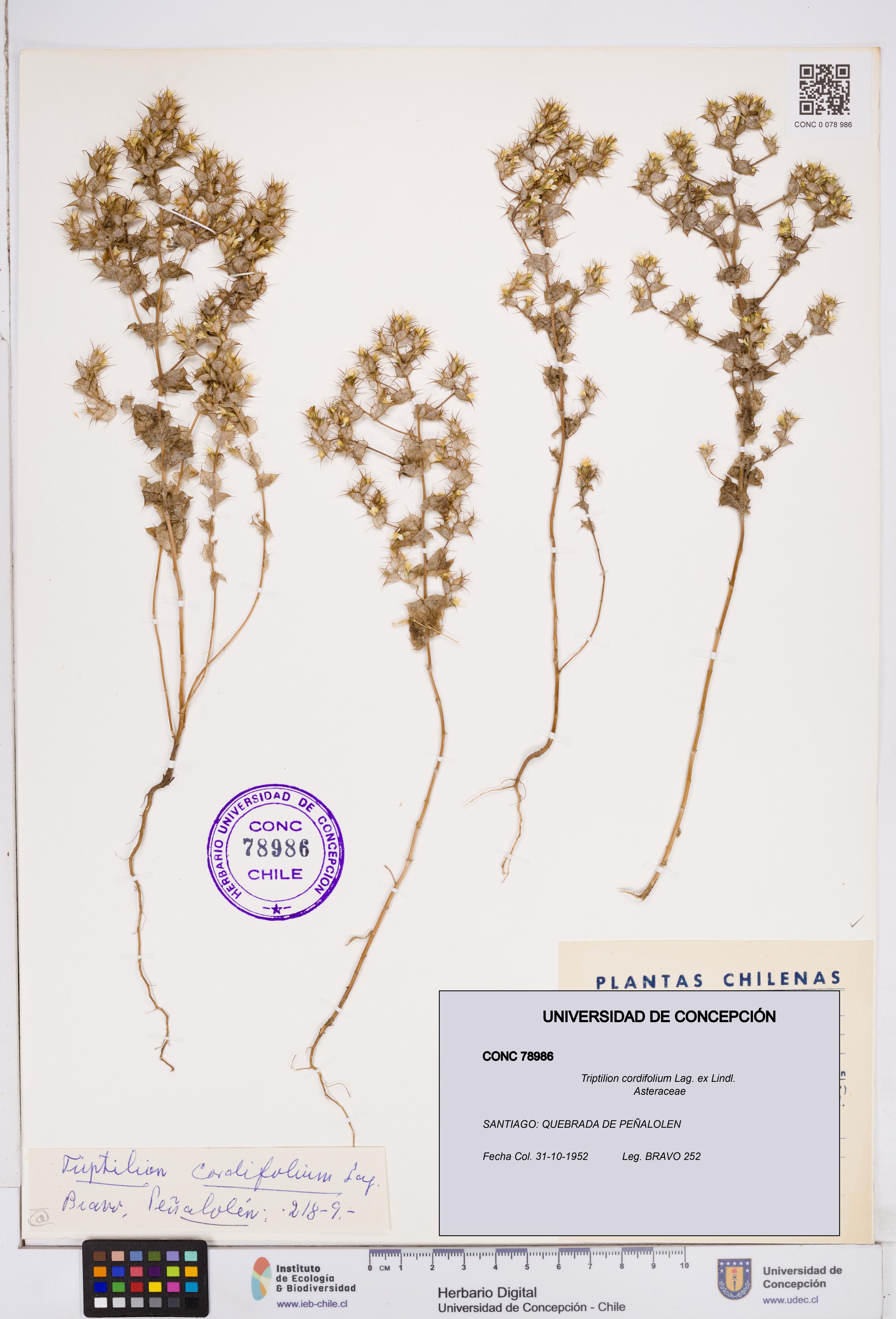 Triptilion cordifolium [Espécimen: ]