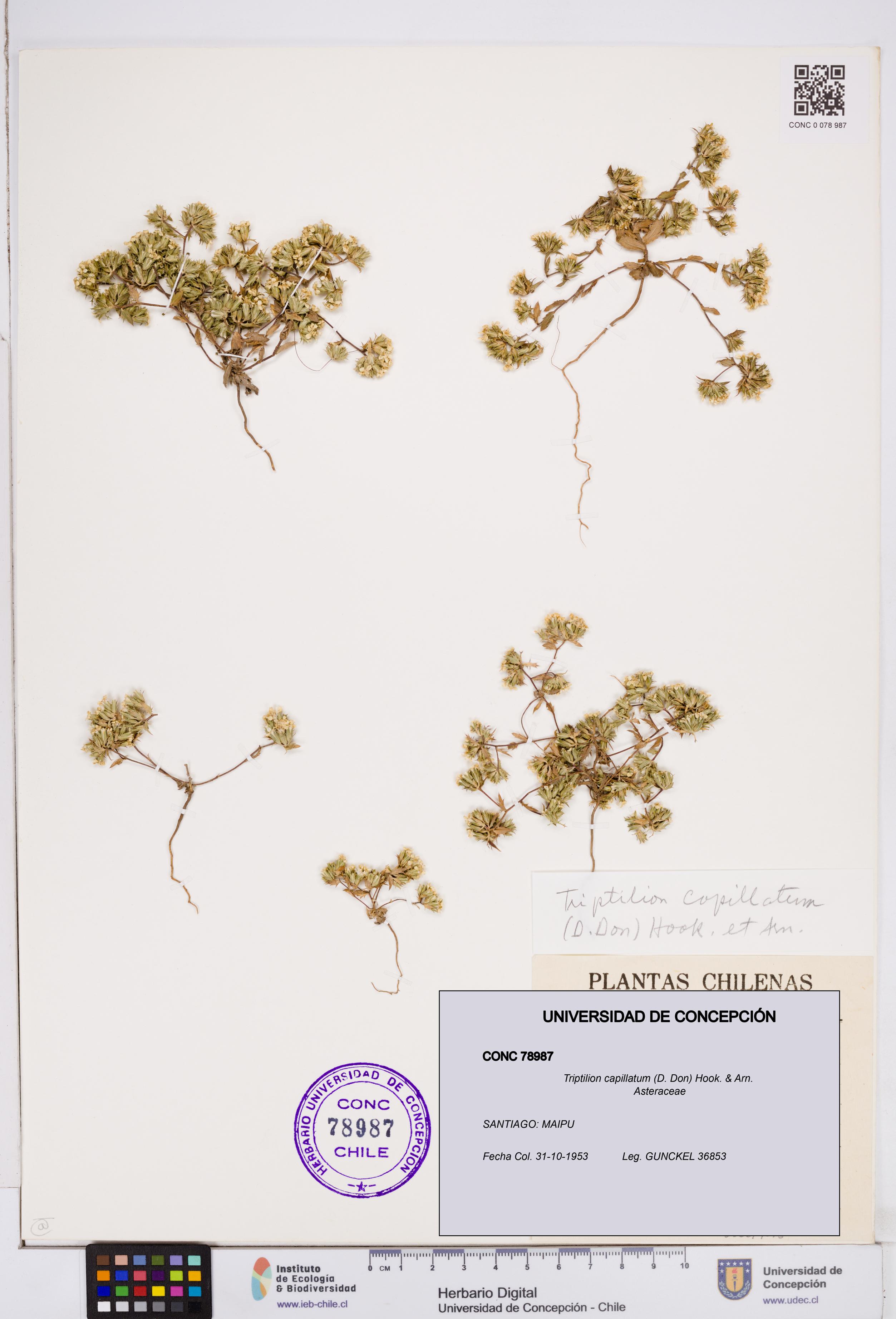 Triptilion capillatum [Espécimen: ]