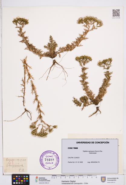 Triptilion spinosum [Espécimen: ]