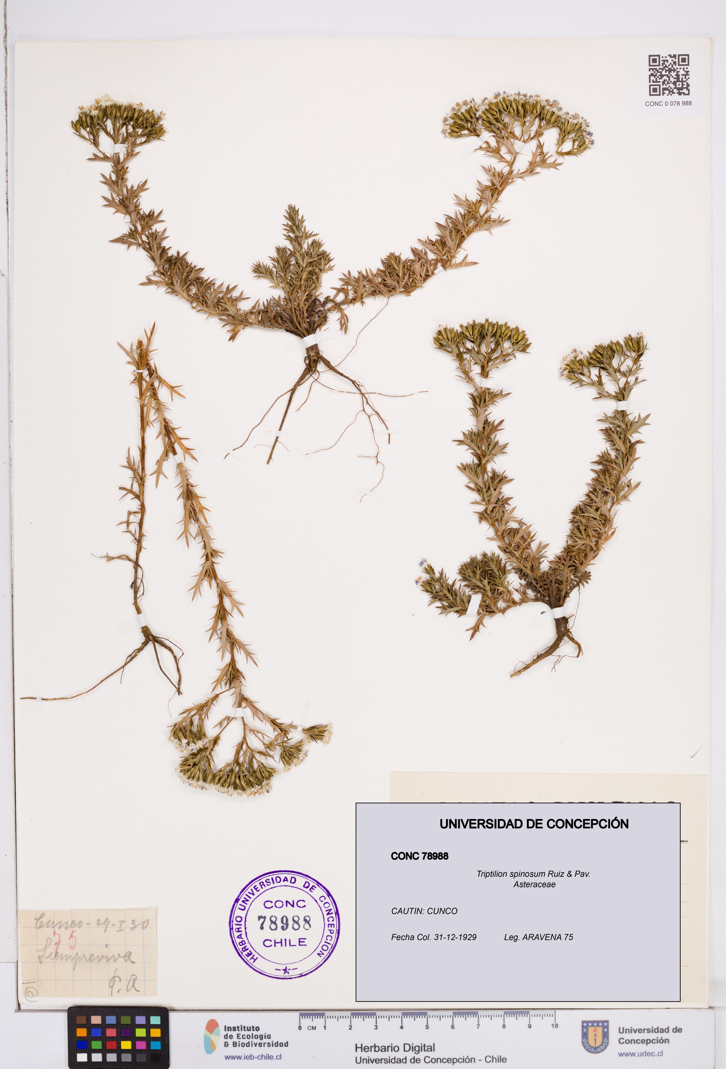 Triptilion spinosum [Espécimen: ]