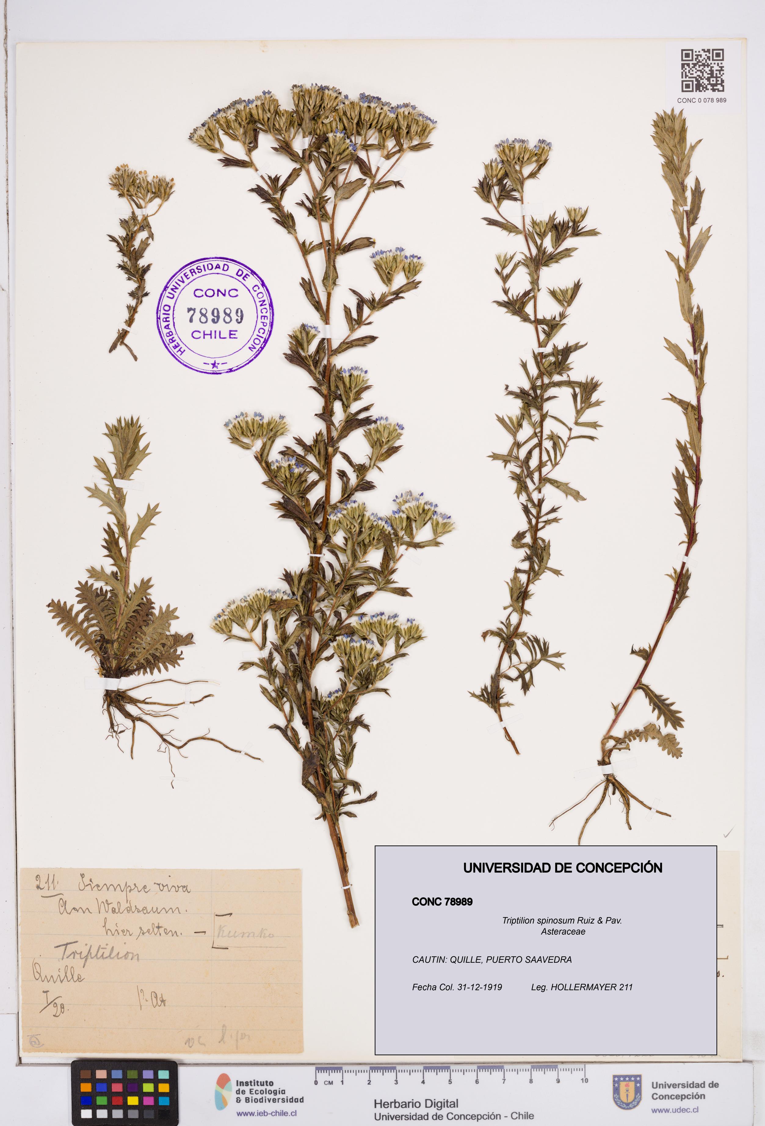 Triptilion spinosum [Espécimen: ]