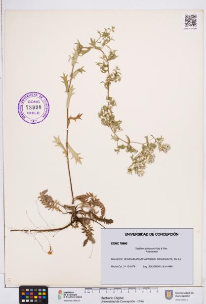 Triptilion spinosum [Espécimen: ]