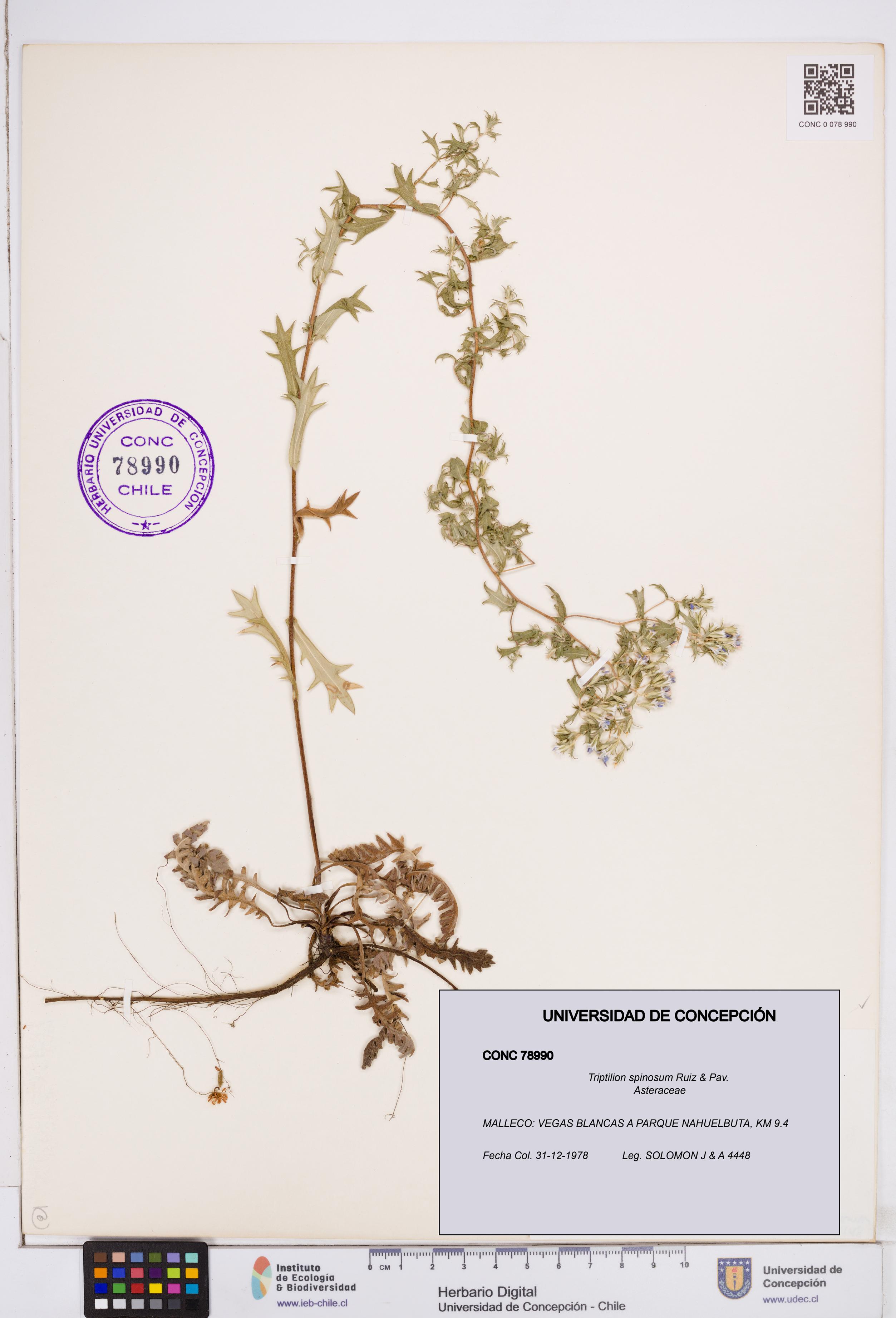 Triptilion spinosum [Espécimen: ]