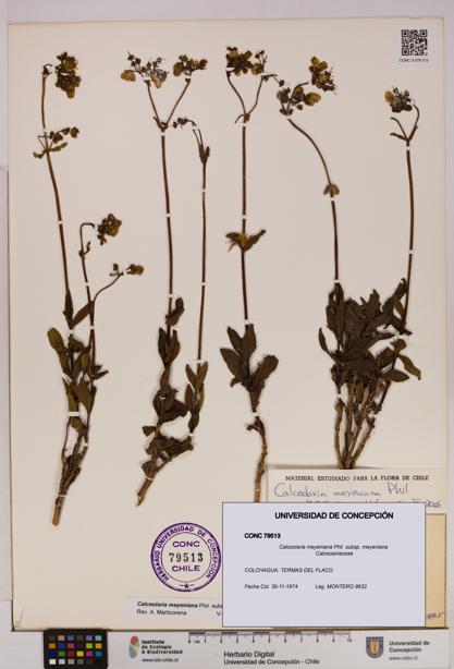 Calceolaria meyeniana subsp. meyeniana [Espécimen: UDEC:CONC:0079513]