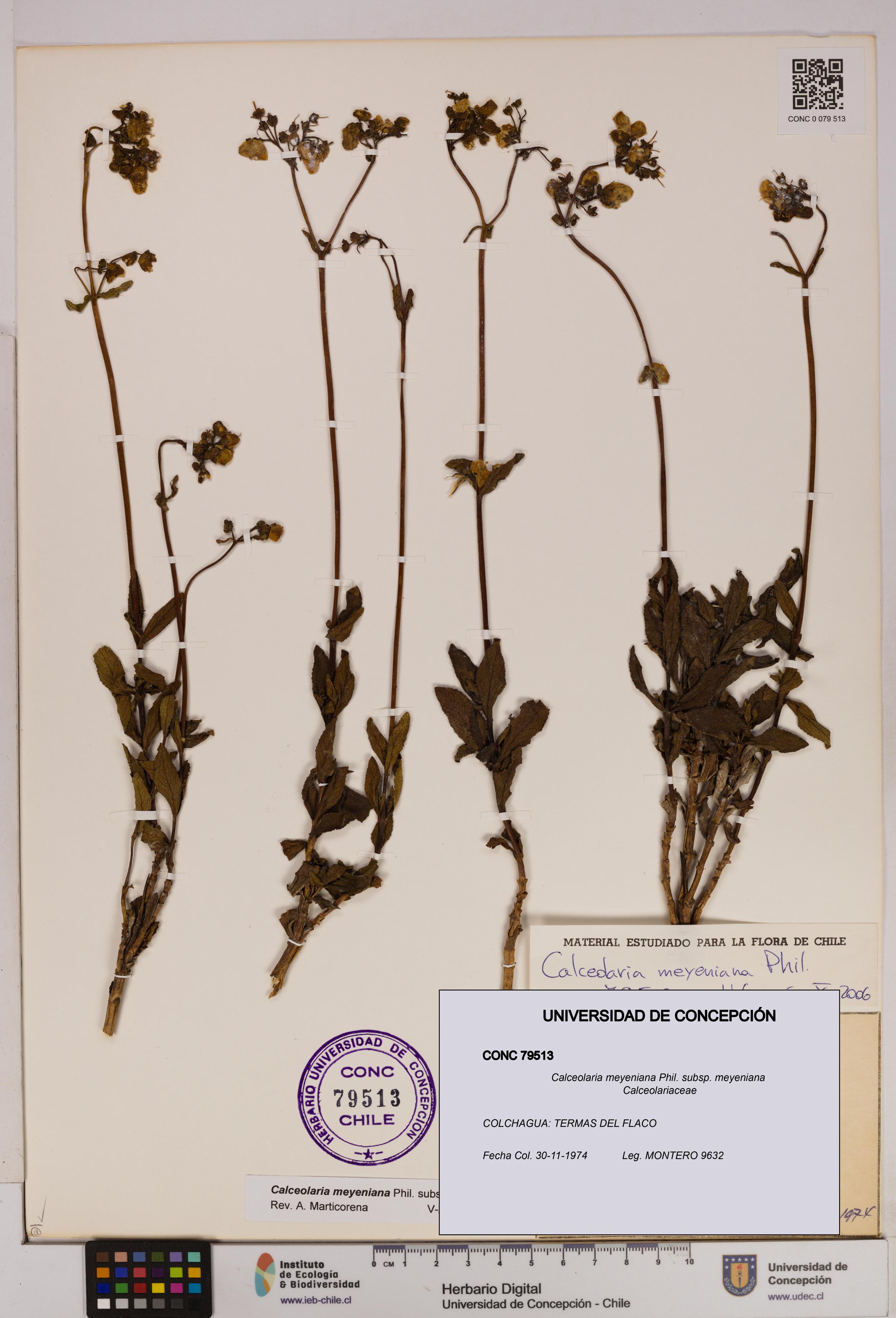 Calceolaria meyeniana subsp. meyeniana [Espécimen: UDEC:CONC:0079513]
